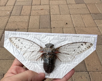 Cigarra Emperatriz GIGANTE - Megopomonia imperatoria / La cigarra más grande del mundo con una envergadura de 20 cm / Ejemplar premium / Taxidermia entomológica