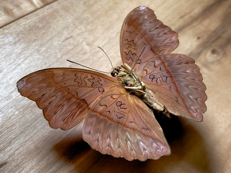 Blood-Red Glider Cymothoe sangaris Real Butterfly for | Etsy