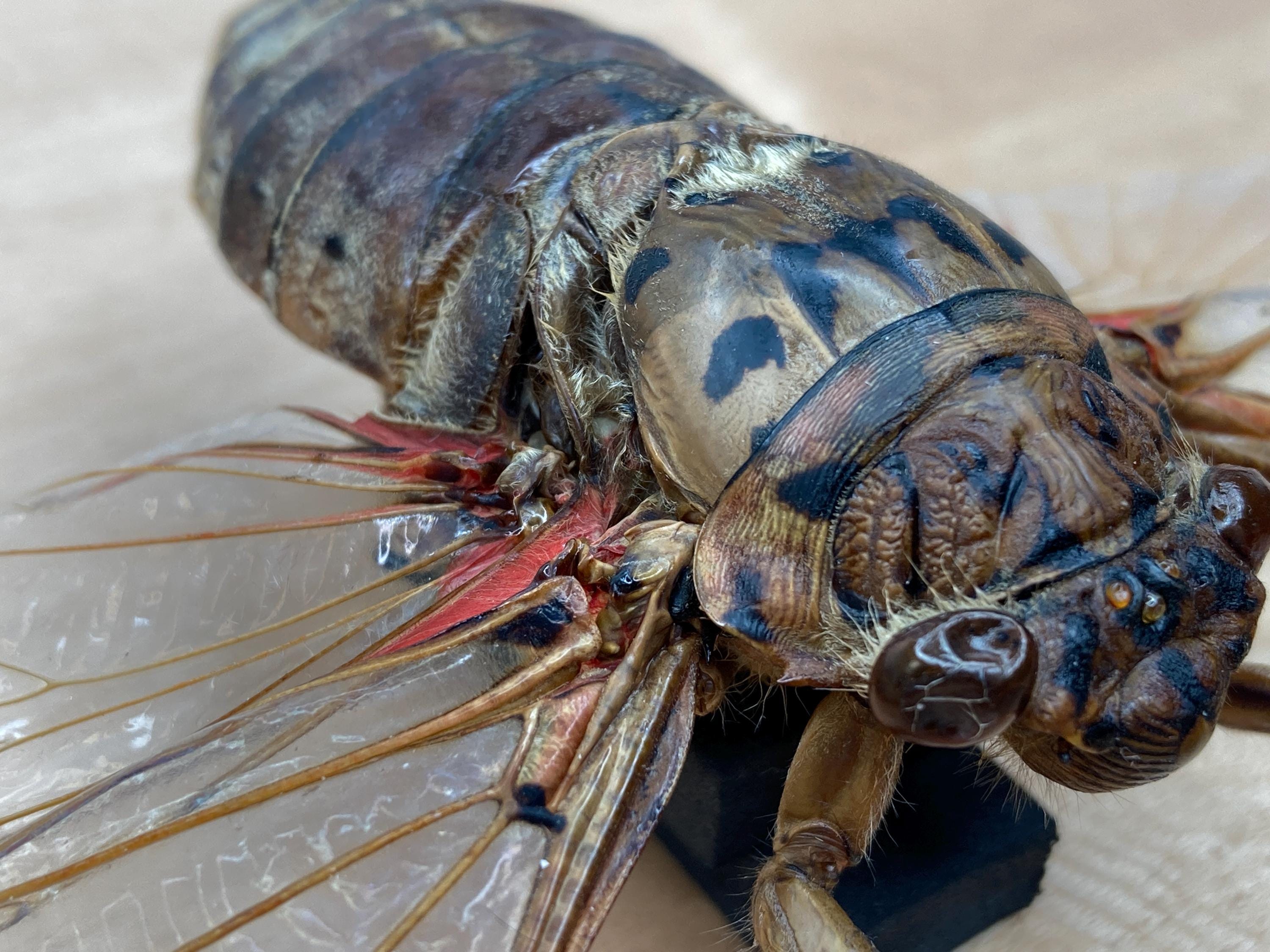 GIANT Empress Cicada - Megopomonia imperatoria | World's Largest
