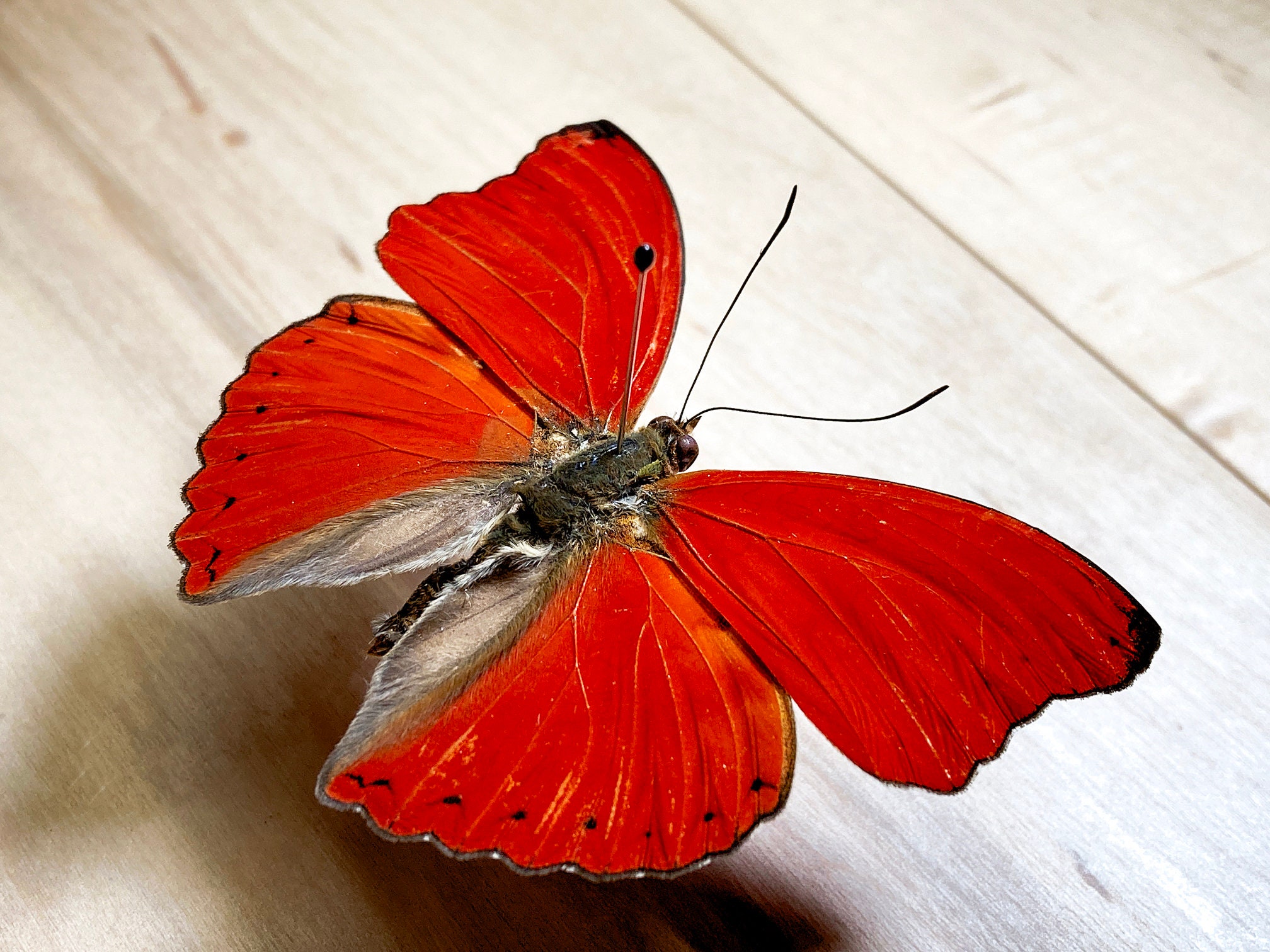 Blood-Red Glider Cymothoe sangaris Real Butterfly for | Etsy