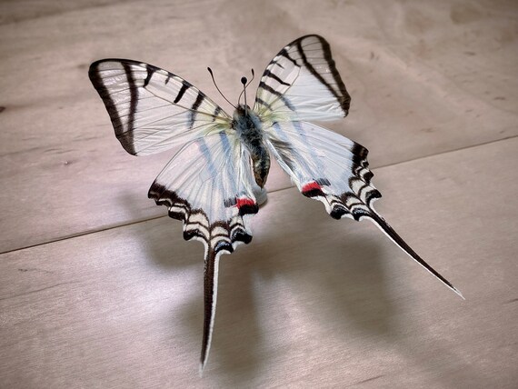 Zebra Swordtail, Eurytides Protesilaus Nigricornis Unmounted