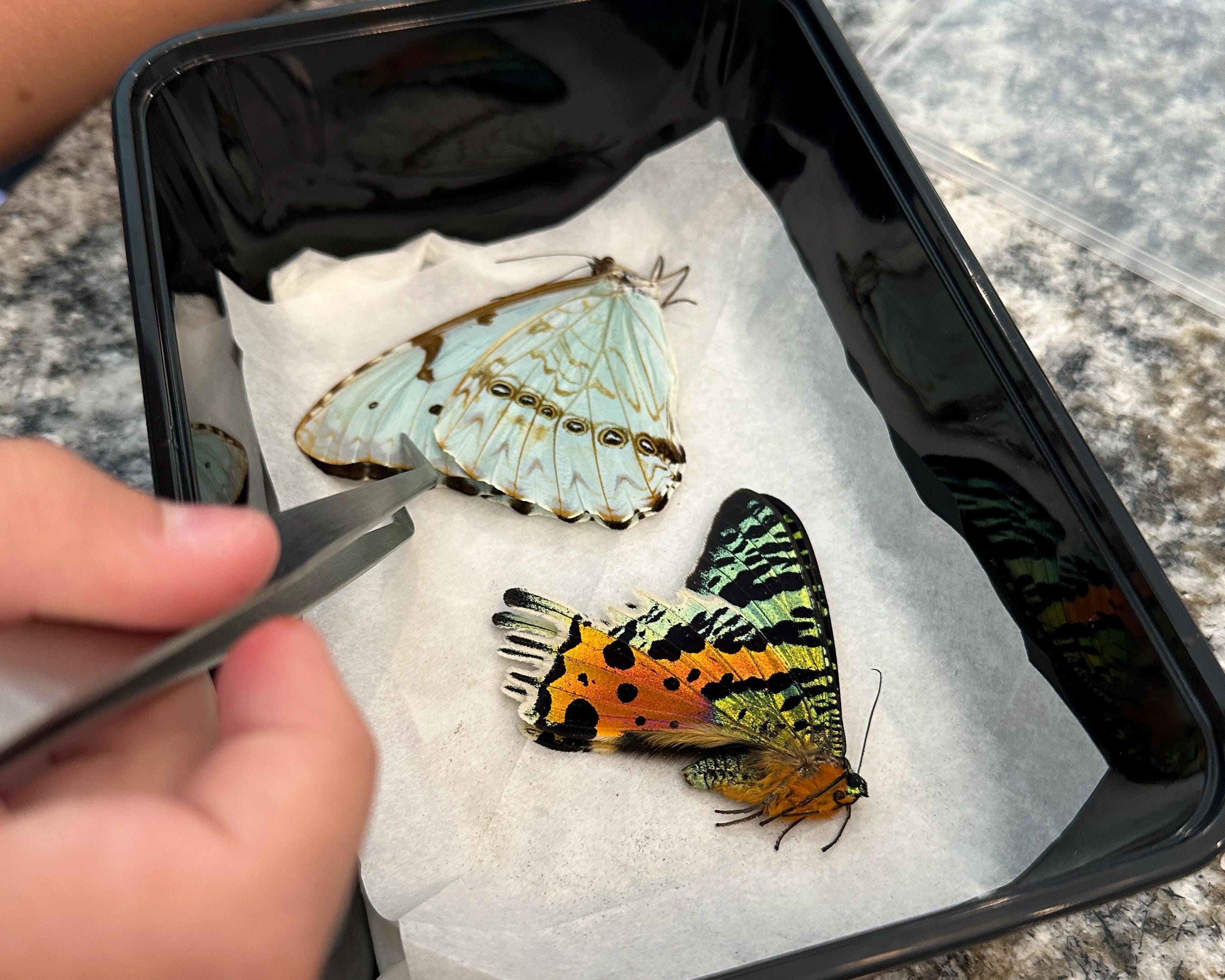 Bug Preservation Tools Butterfly Specimen Making Kit - Complete Insect ...
