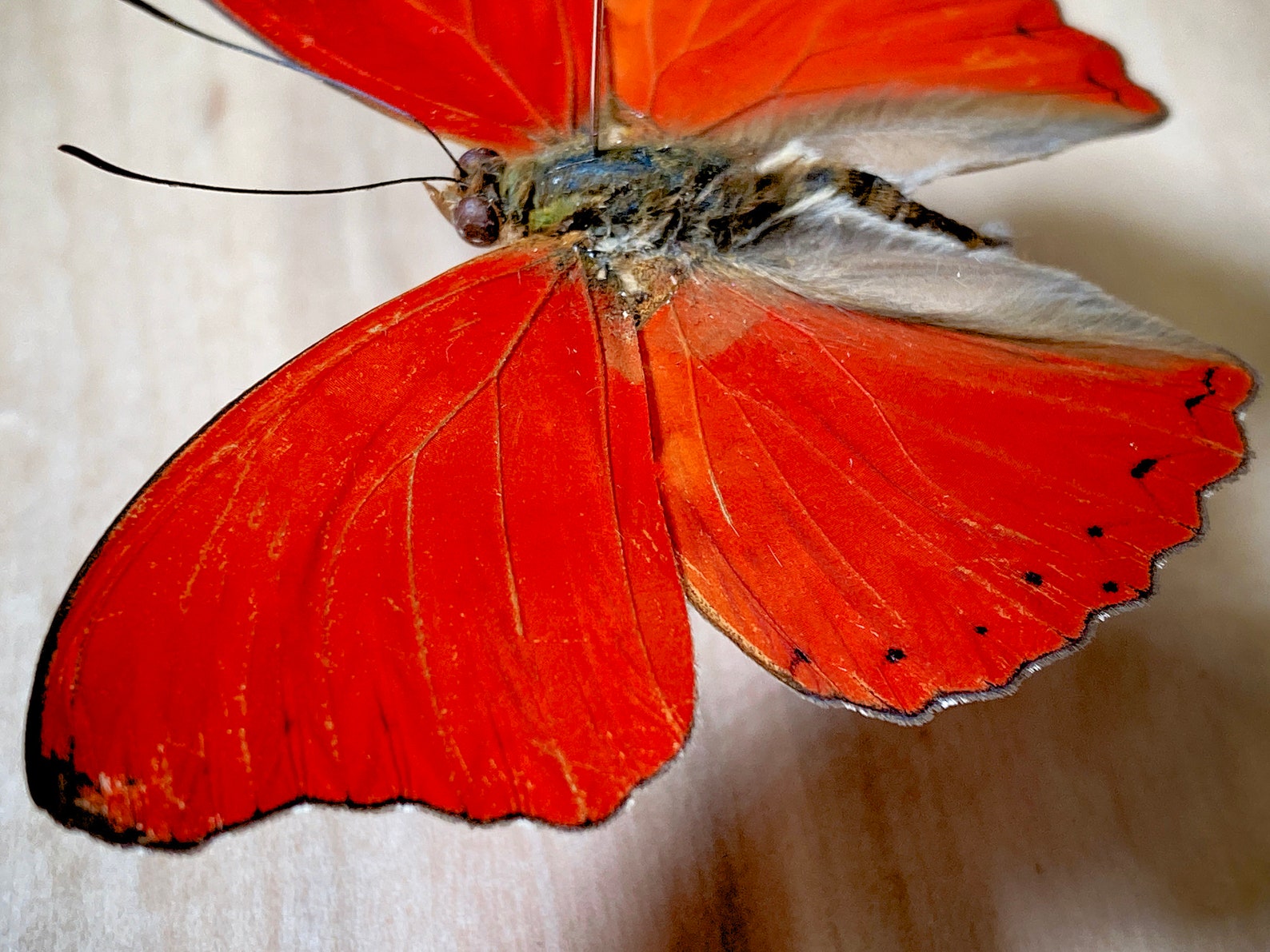 Famed Eal Ed Buttefly – Buttefly Utopia