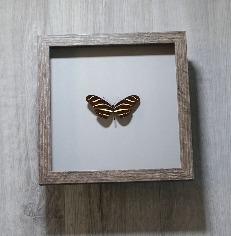 Real Zebra Long Wing Butterfly Shadowbox Gothic Wall Art Etsy