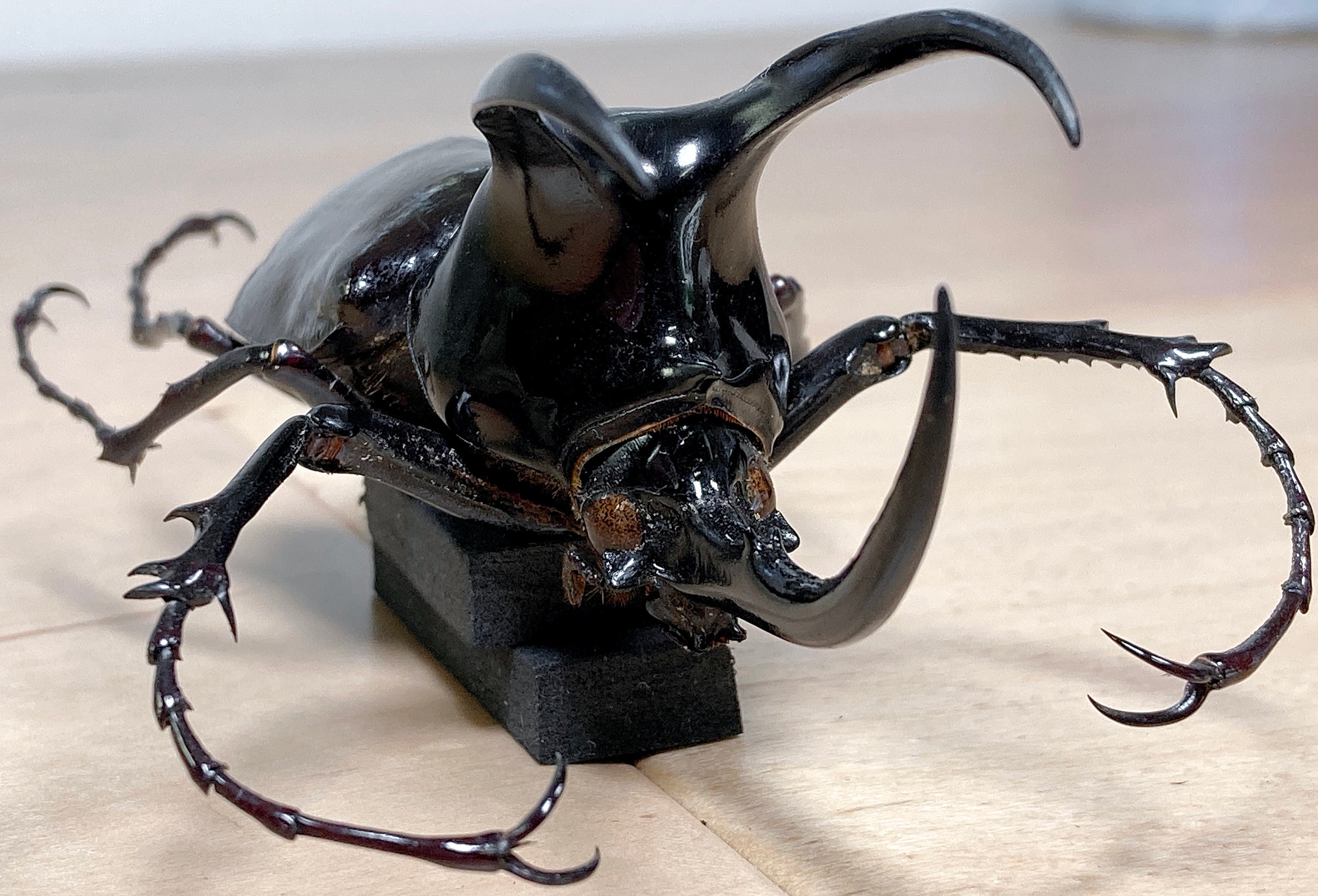 Real Atlas Beetle Chalcosoma Atlas Unmounted Bug Pinning Real Atlas Beetle Chalcosoma Atlas Unmounted Bug Pinning