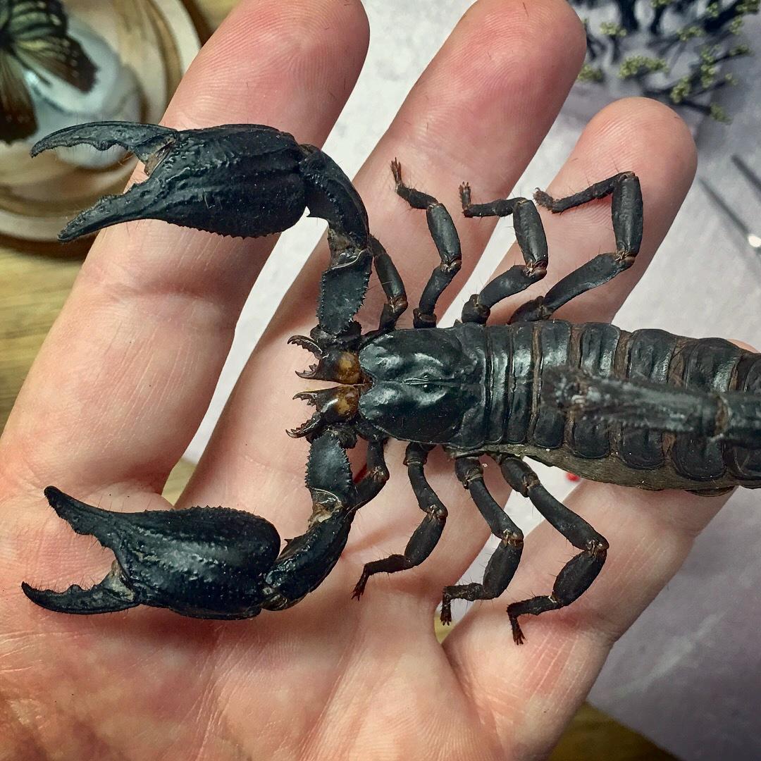 MASSIVE Real Asian Forest Scorpion Heterometrus Spinifer | Giant 6
