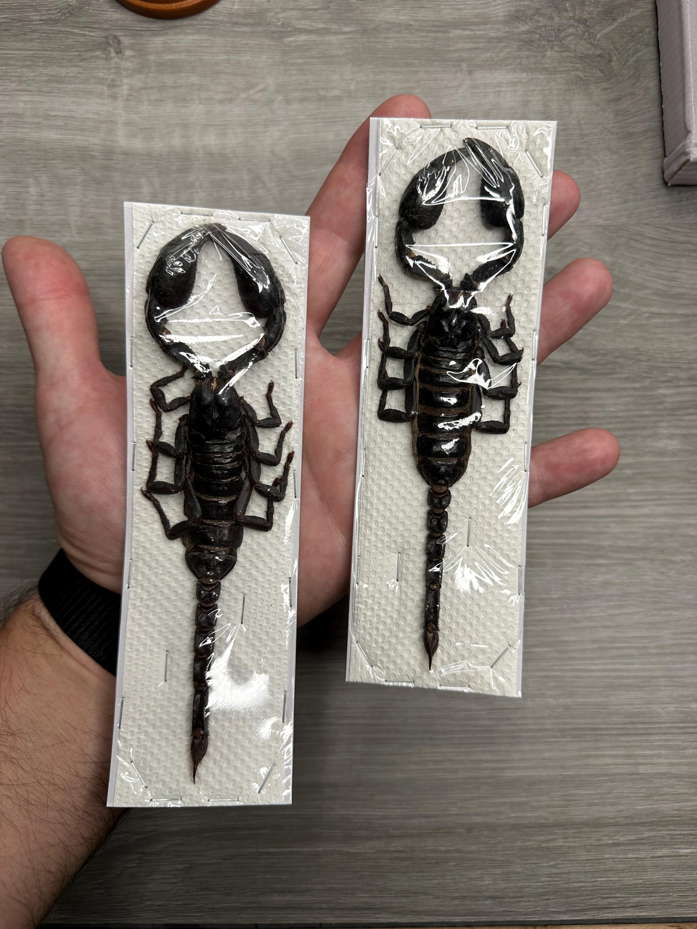 Malaysia Giant Scorpion 標本 木製フレーム il_fullxfull.7380767878_63vq.jpg
