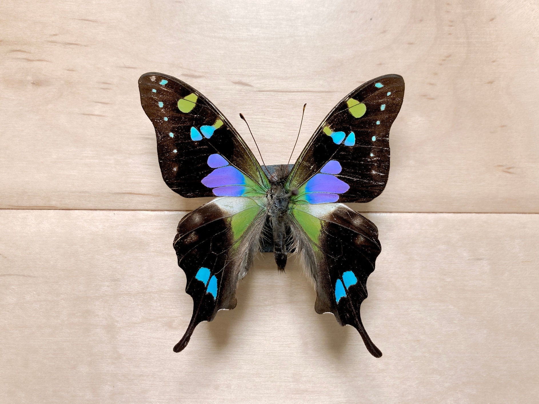 Real Unmounted Butterfly Specimen Graphium Weiskei for Art Natural