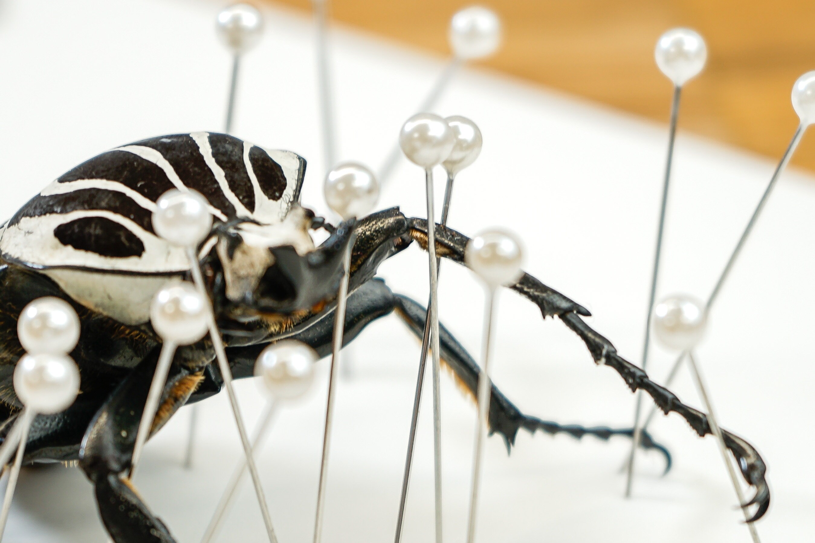 Insect Pins Entomology Pins Insect Taxidermy Supplies Etsy