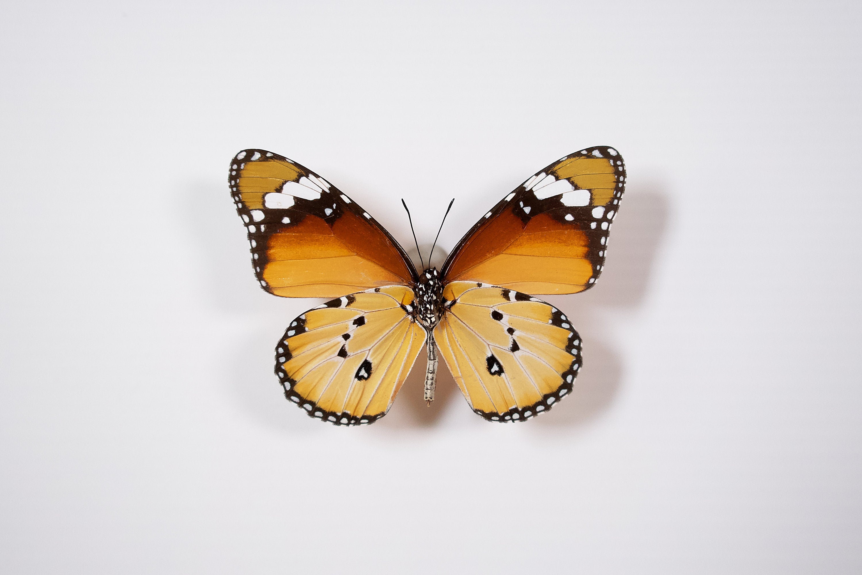 Real African Monarch Butterfly Danaus Chrysippus for Taxidermy