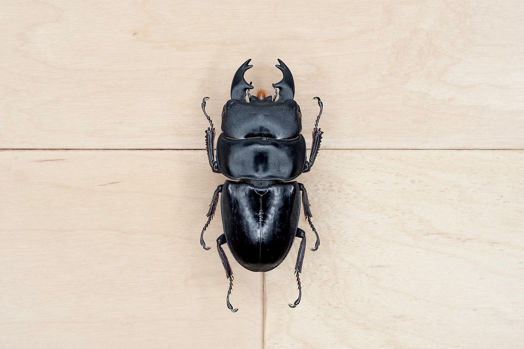 A*S様 【希少】BEETLE　BLACK Lサイズ il_1080xN.3368402631_9vu4.jpg