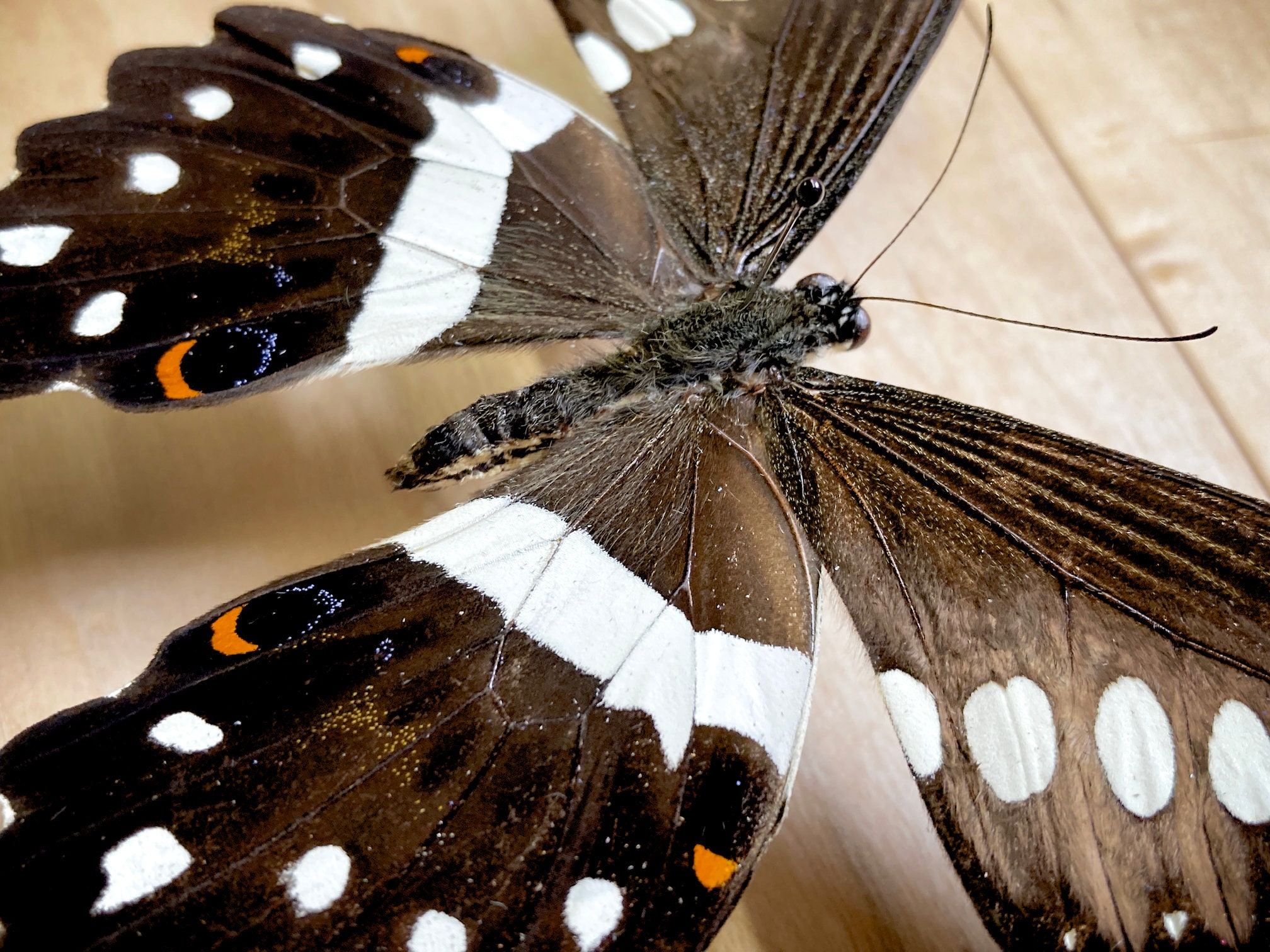 Real Unmounted Butterfly Papilio Lormieri Lormieri Specimen Etsy