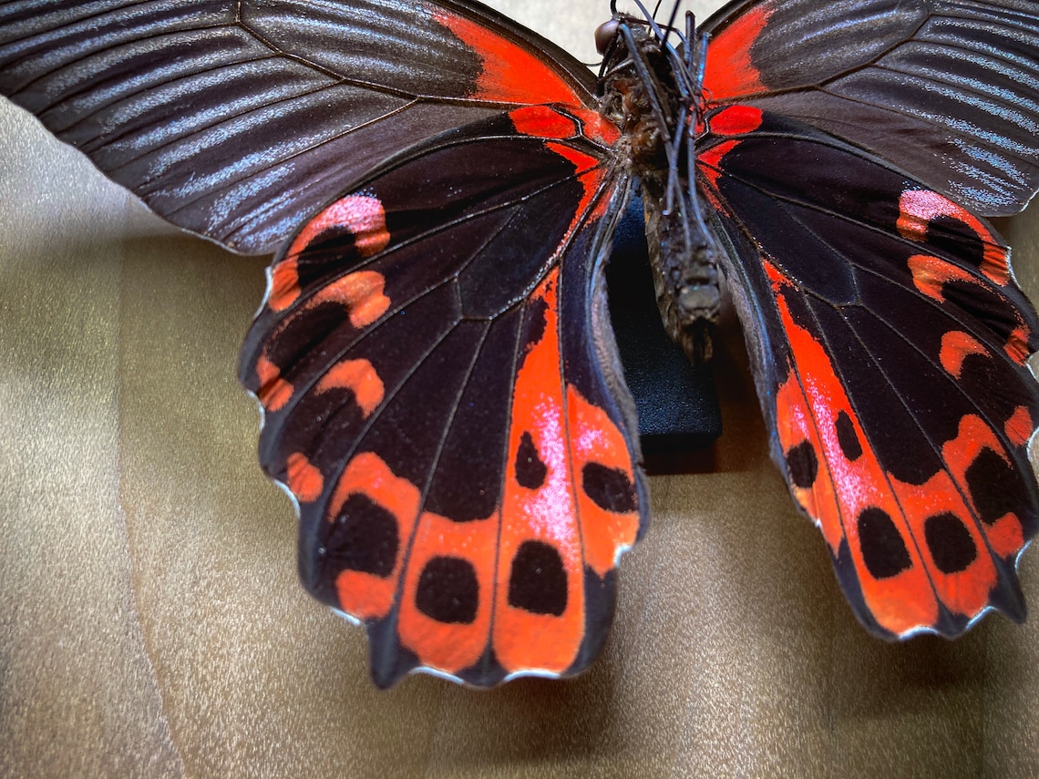 Scarlet Mormon Butterfly Papilio Rumanzovia Red Black | Etsy India