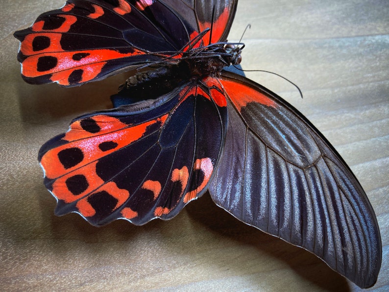 Scarlet Mormon Butterfly Papilio Rumanzovia Red Black - Etsy