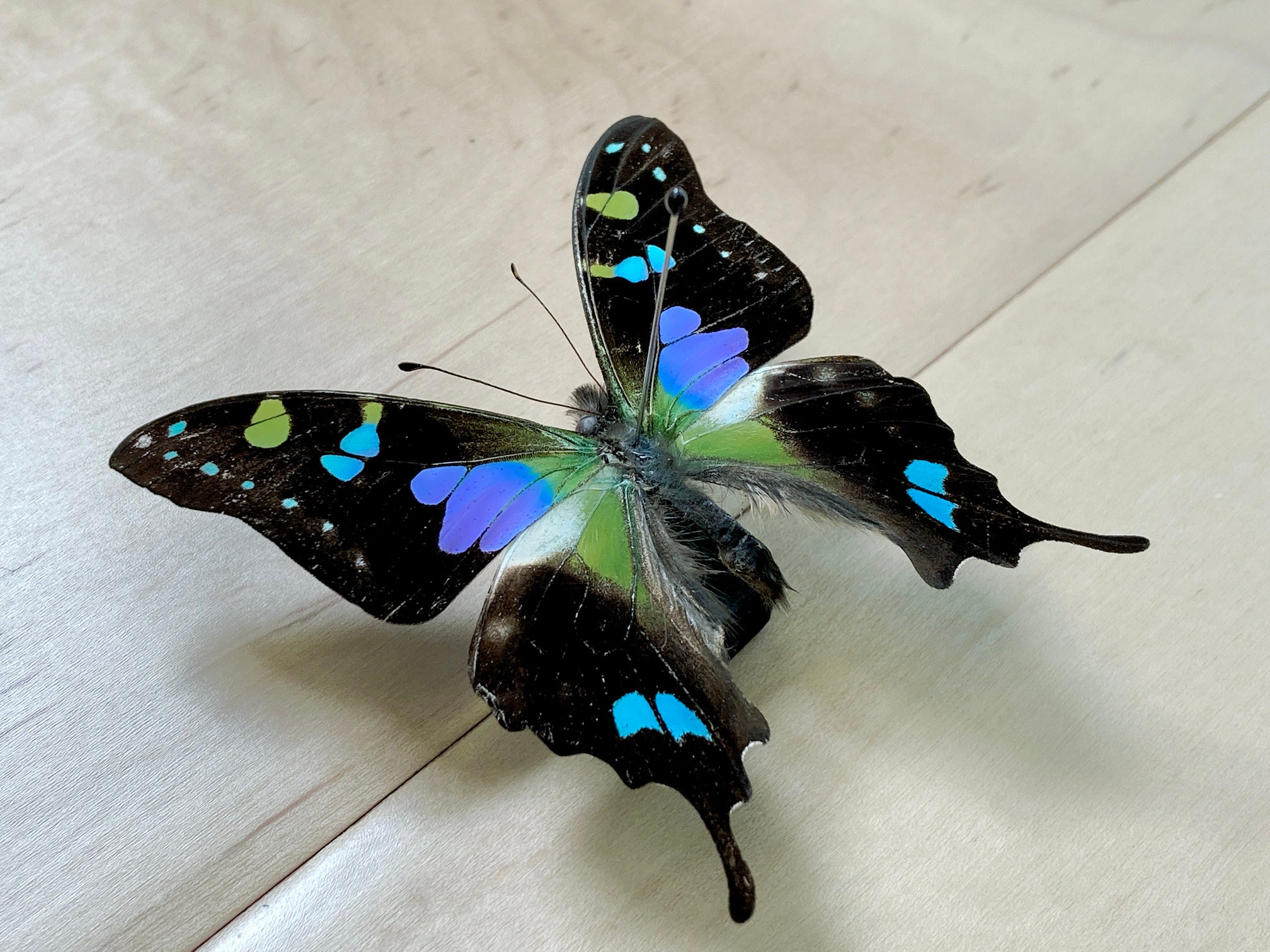 Real Unmounted Butterfly Specimen Graphium Weiskei for Art Etsy