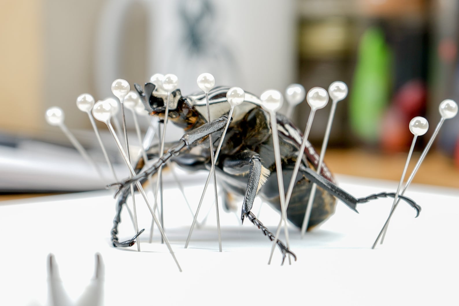 Insect Pins Entomology Pins Insect Taxidermy Supplies Etsy