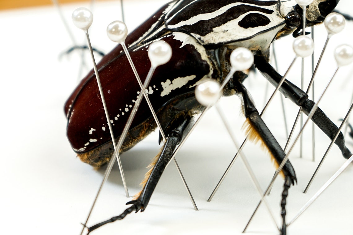 Insect Pins Entomology Pins Insect Taxidermy Supplies Etsy