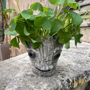 Peut inclure: Un pot en céramique blanche en forme de visage avec une texture craquelée. Le pot est rempli de plantes de trèfle vert.