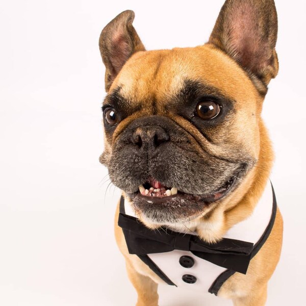 Wedding Dog Harness Etsy
