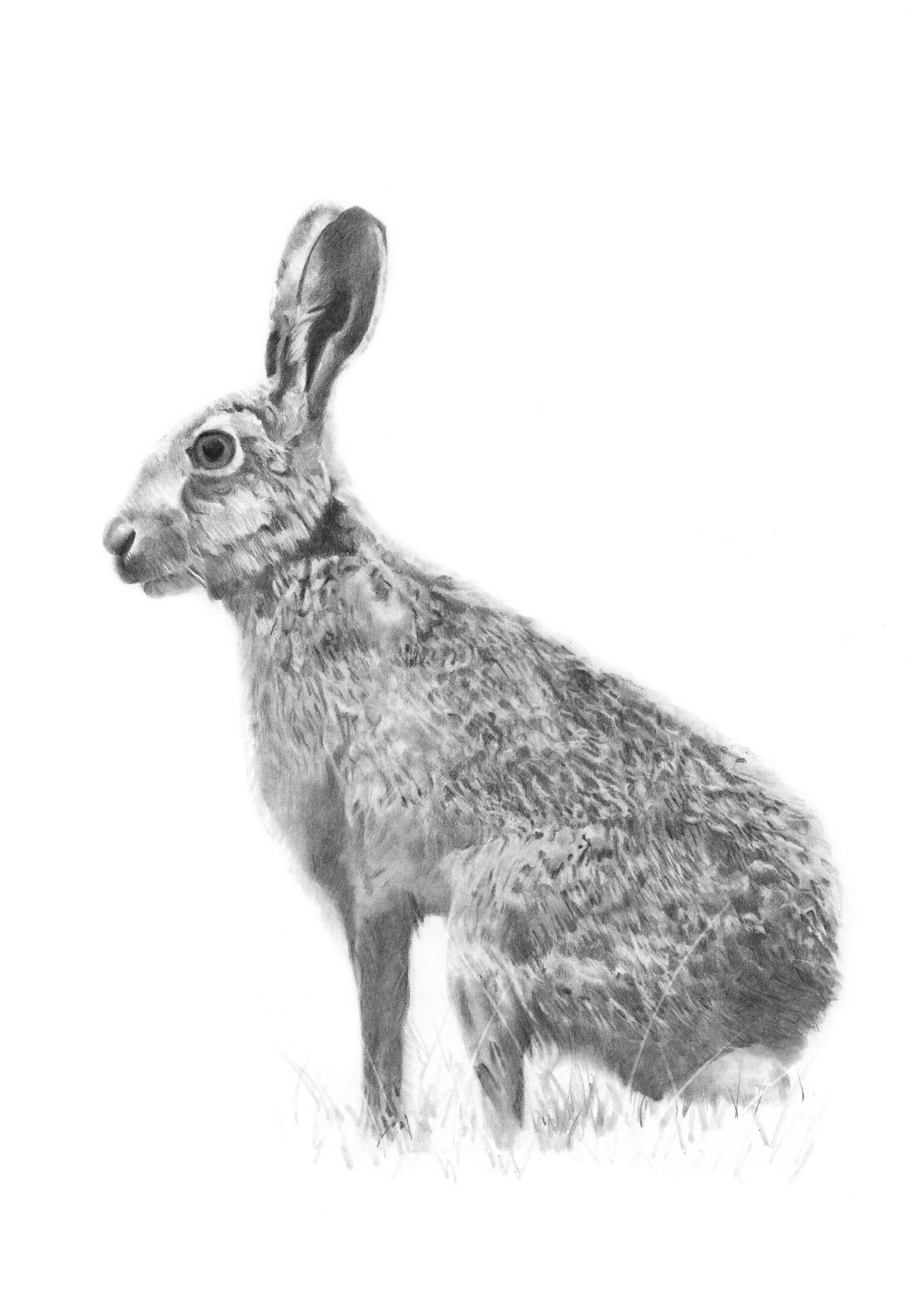 HARE signed limited edition giclee print pencil drawing | Etsy