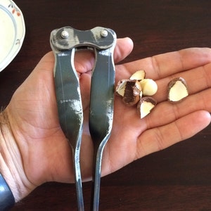 May include: A close-up of a metal nutcracker with two long arms, held in a hand with several macadamia nuts. The nuts are cracked open and show the white flesh inside.