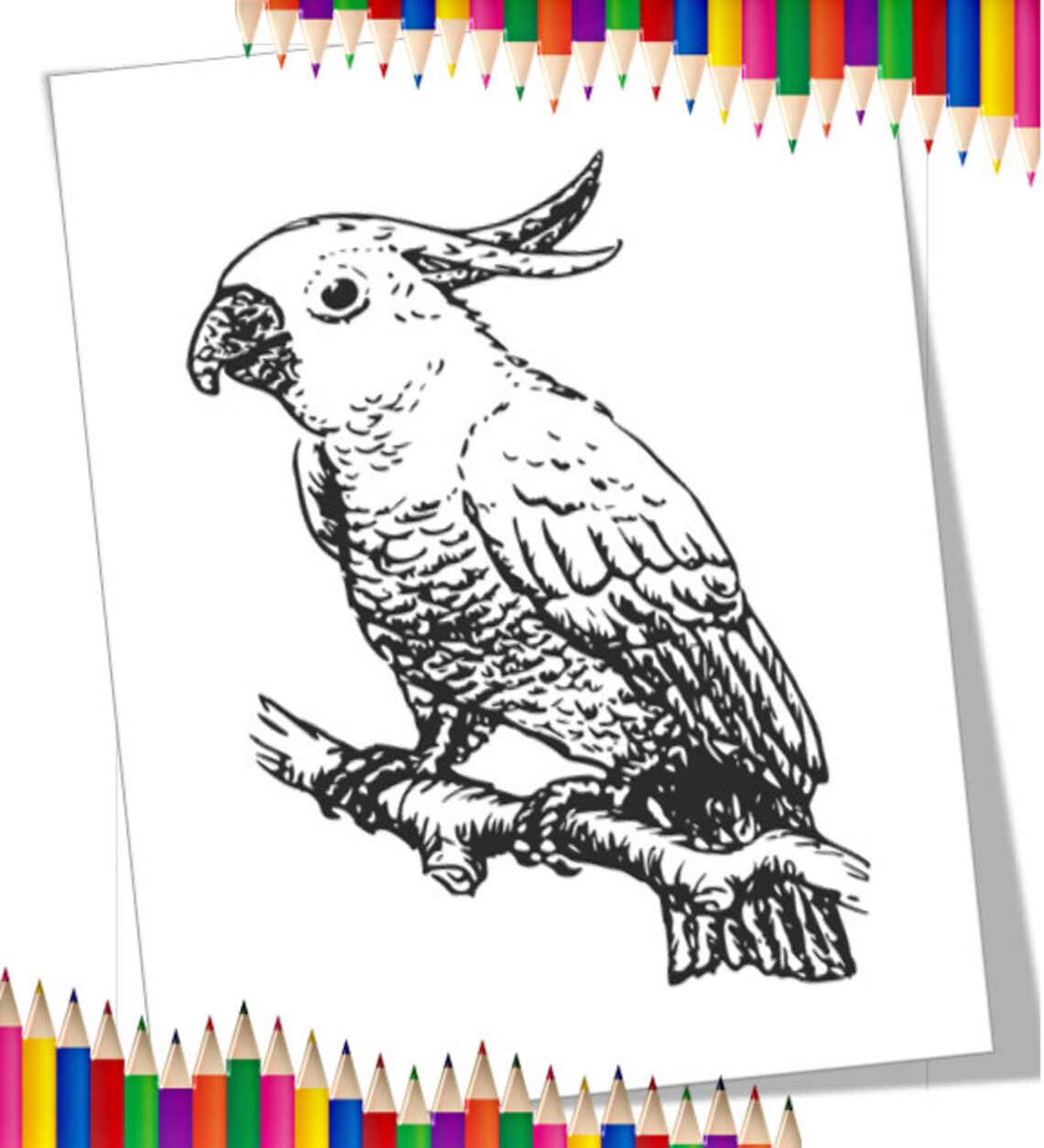 Parrot Coloring Page and Cockatoo Coloring Page Birds Coloring Pages ...