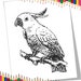 Parrot Coloring Page and Cockatoo Coloring Page Birds Coloring Pages ...