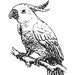 Parrot Coloring Page and Cockatoo Coloring Page Birds Coloring Pages ...