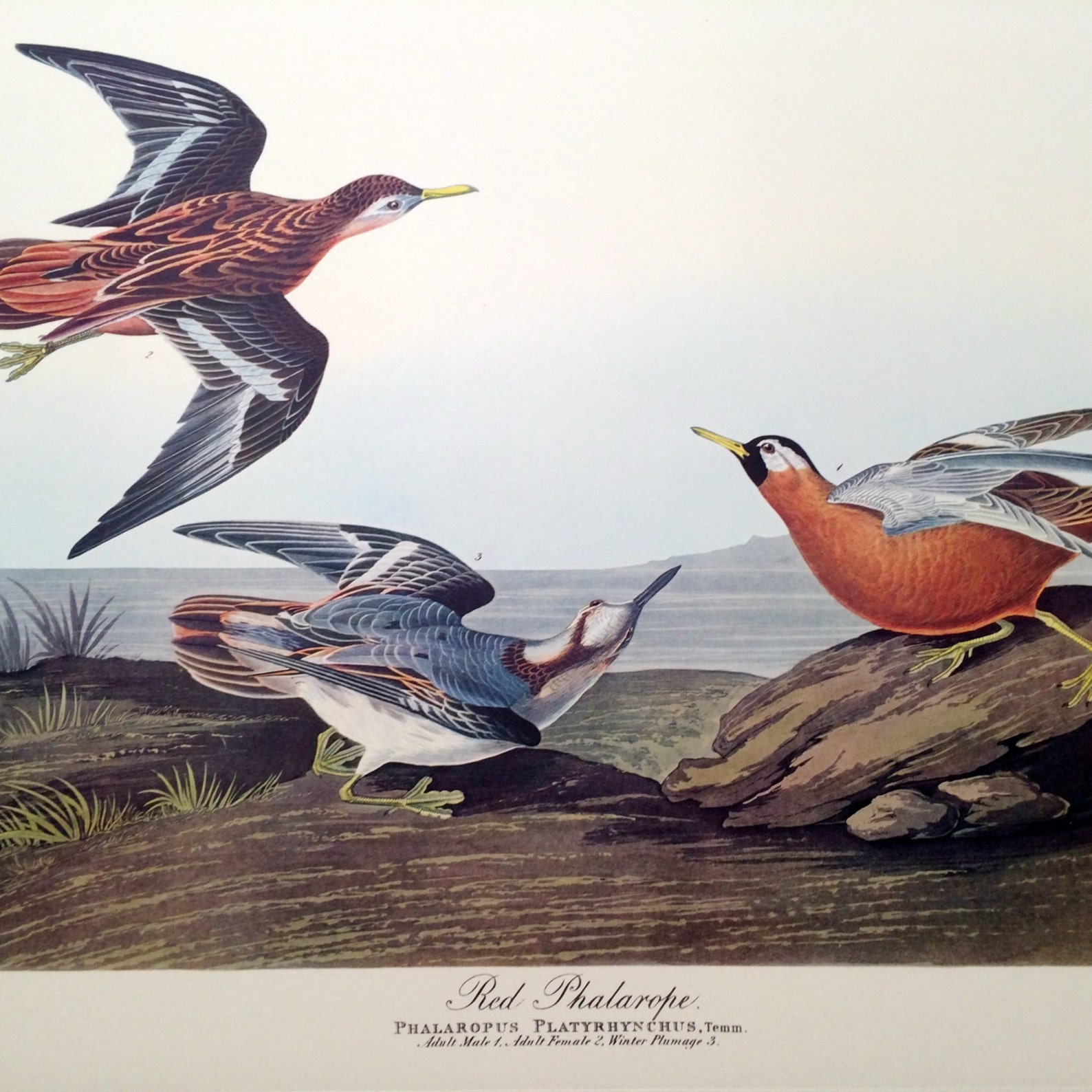 Audubon Birds Double Elephant Folio Lithograph Red Phalarope Numbered Edition Plate From Birds