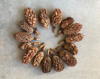 Magnolia Seed Pods (Lot of 15): Dried Floral Craft Supplies
