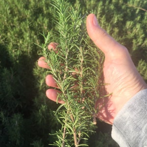 Lot of 25 Fresh Rosemary Sprigs for Weddings Infusions Wreathes, Cooking,  Events, Dried Floral Display
