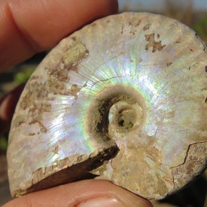 Iridescent Ammonite Rare Madagascar Opalised Fossil. Sizes S-XL 40-80mm Genuine Natural Opal Pink,Green,Red,Rainbow Fossil, Great Gift idea
