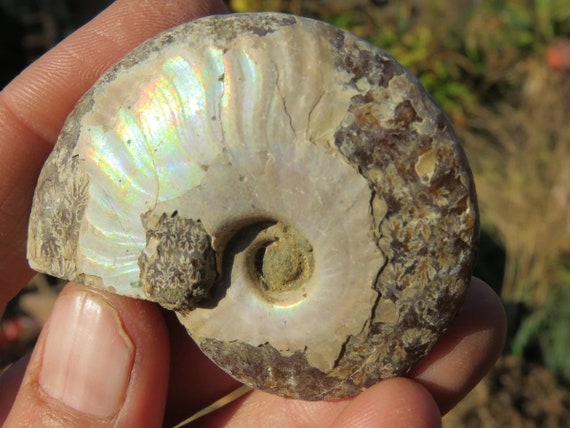 Rainbow Ammonite Yoga Mat