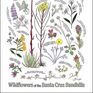 Wildflowers of the Santa Cruz Sandhills