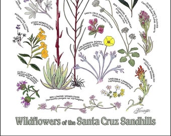 Wildflowers of the Santa Cruz Sandhills