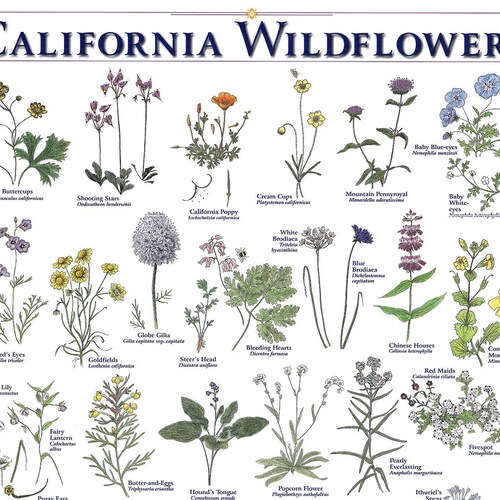 California Wildflowers Print Etsy