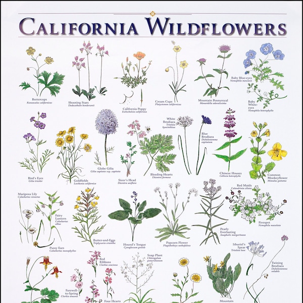 California Wildflower Print Etsy