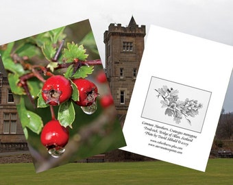 Common Hawthorn notecard