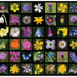 12 cartes postales Wildflowers of Scotland