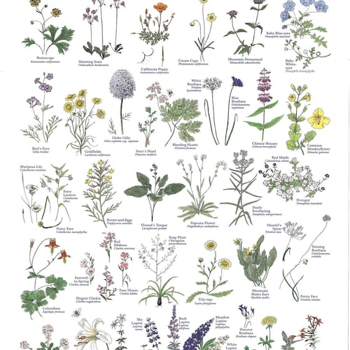 California Wildflowers Print - Etsy