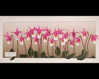 Wild Calypso Orchid