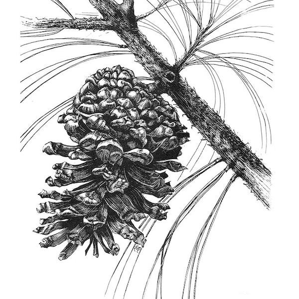 Monterey Pine Cone notecard