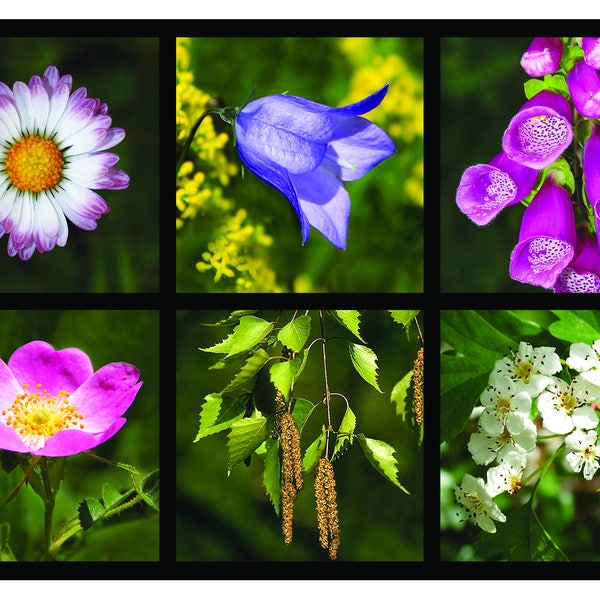 12 Scottish Wildflowers postcard, Favorite flowers of the poet Robert Burns