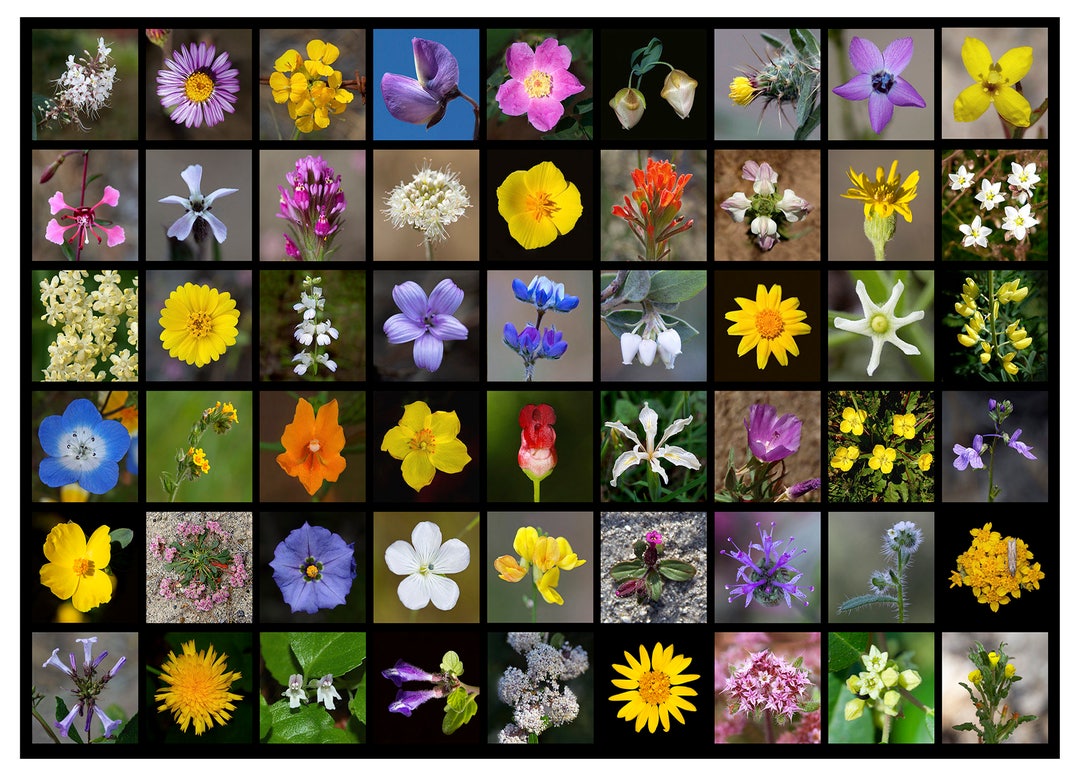 12 Wildflowers of California Postcards Etsy