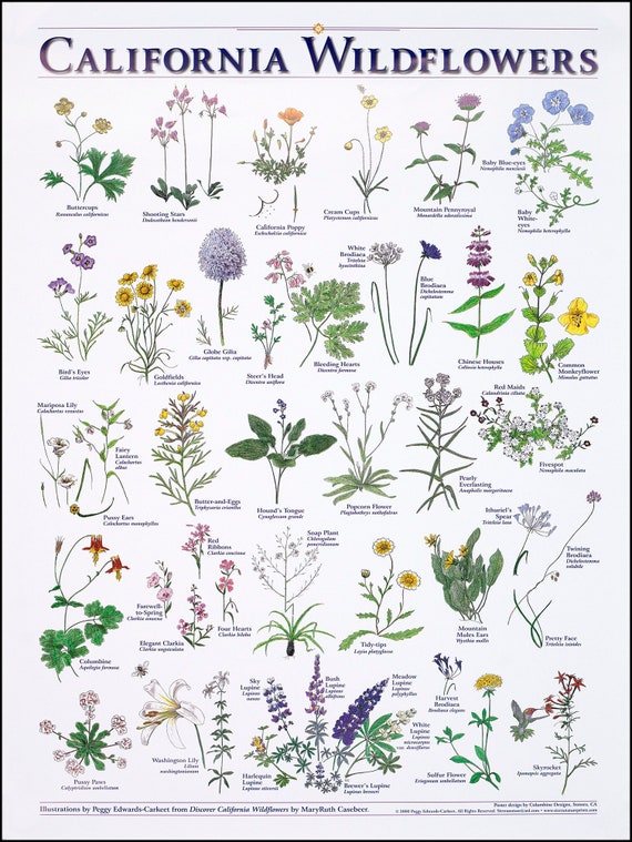 California Wildflowers Print 