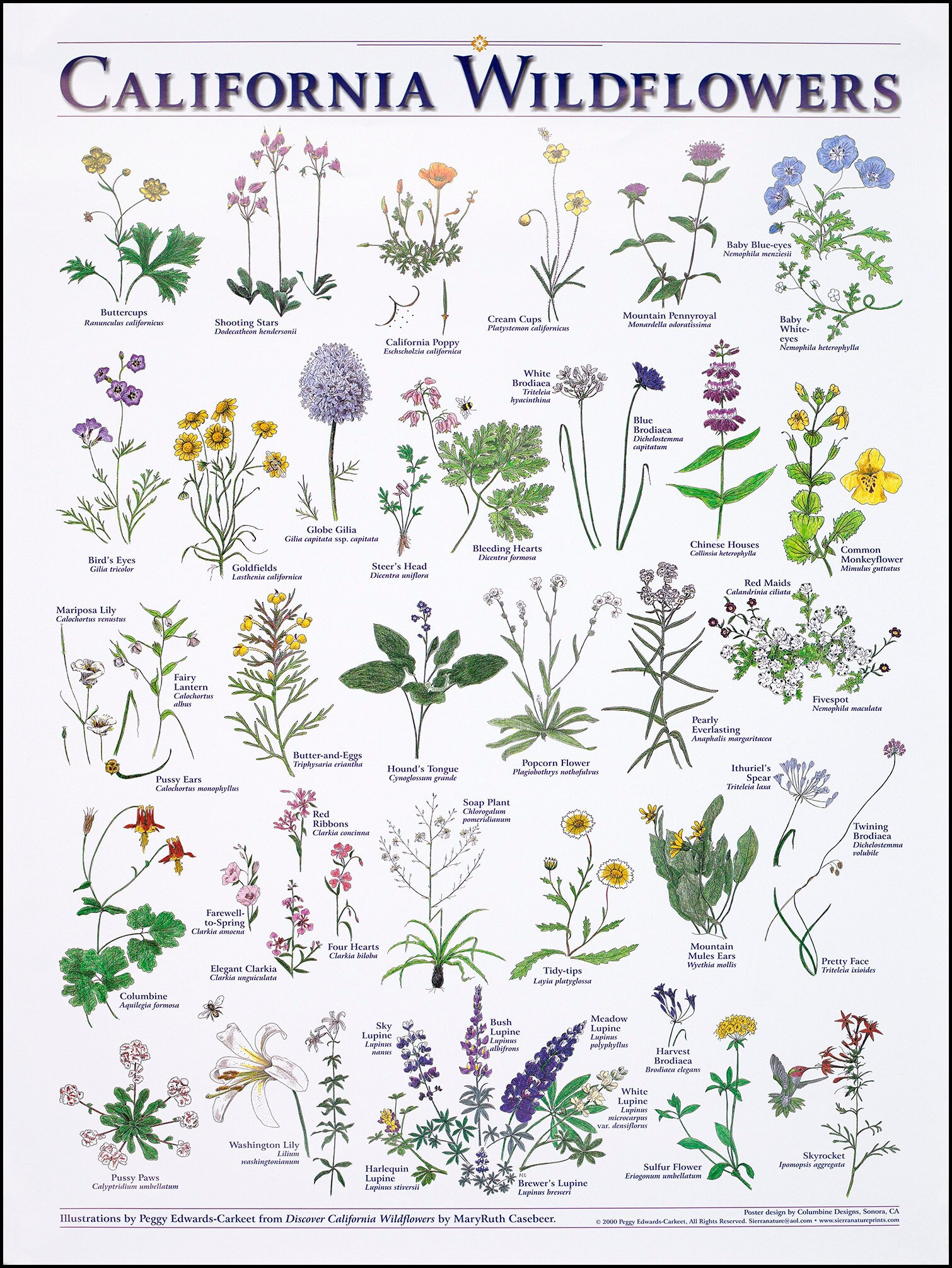 California Wildflowers - Design Cuts