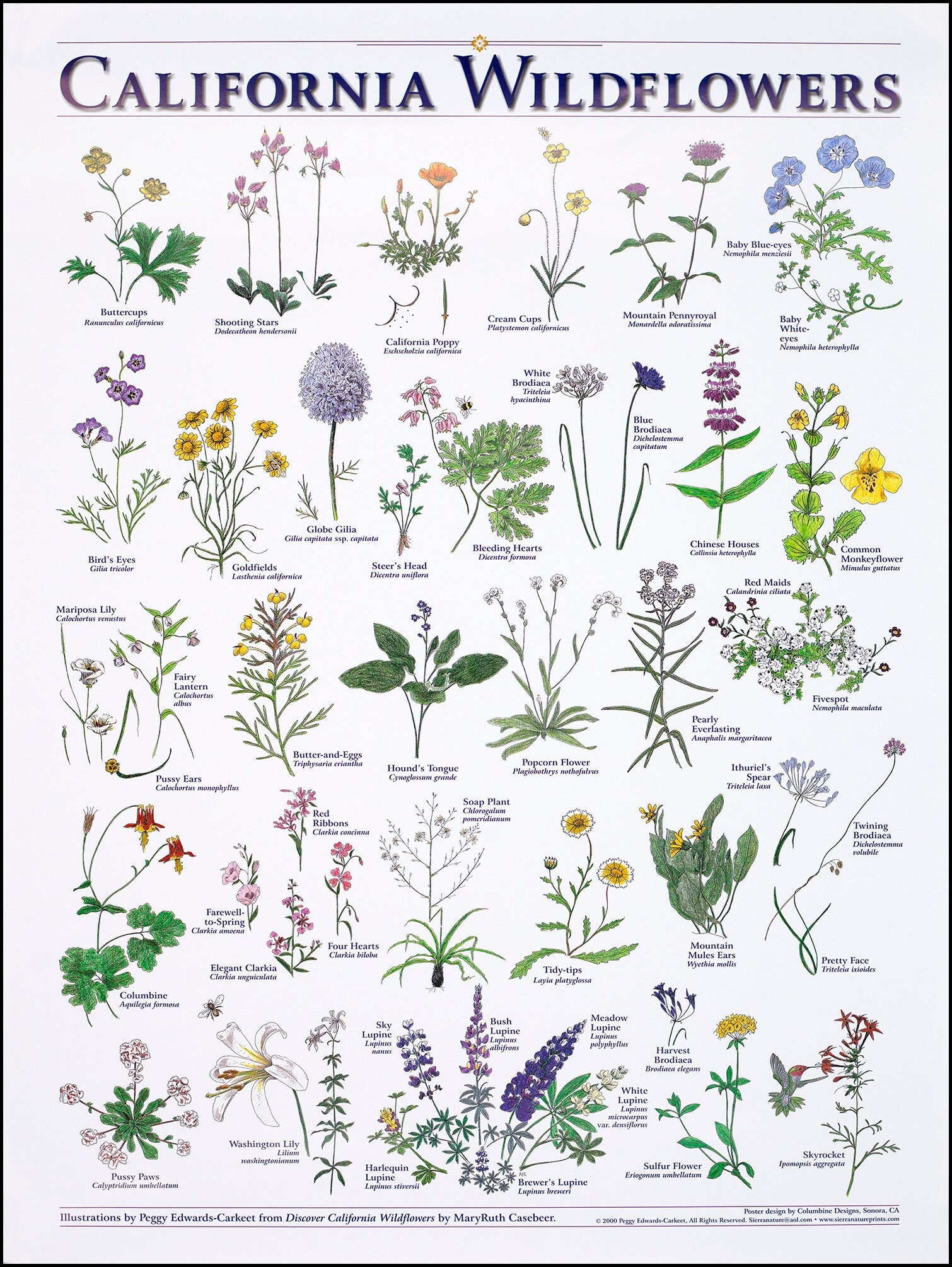 California Wildflowers print