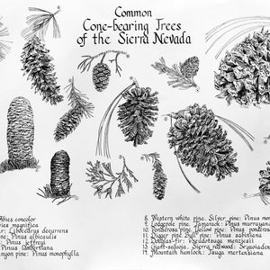 Common Conebearing Trees of the Sierra Nevada