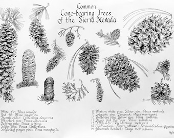 Common Conebearing Trees of the Sierra Nevada