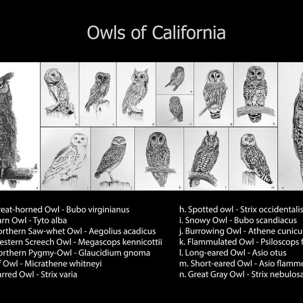 Owls of California print